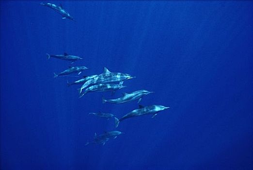 飞旋海豚,长吻原海豚,交际,群,巴西