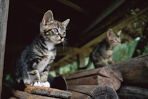 家猫,警惕,灰色,斑猫,小猫