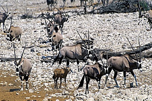 纳米比亚,埃托沙国家公园,长角羚羊