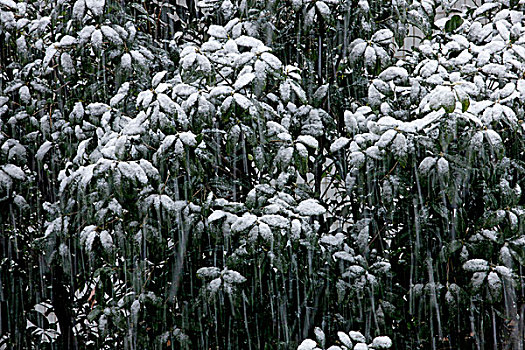 下雪