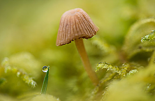 小,蘑菇,苔藓,阿斯托里亚,俄勒冈,美国