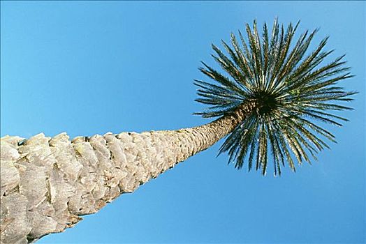 仰视,高,棕榈树,粗厚,树皮,蓝天,背景
