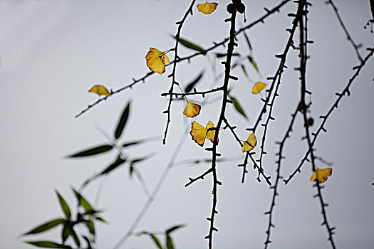 湖北安陆