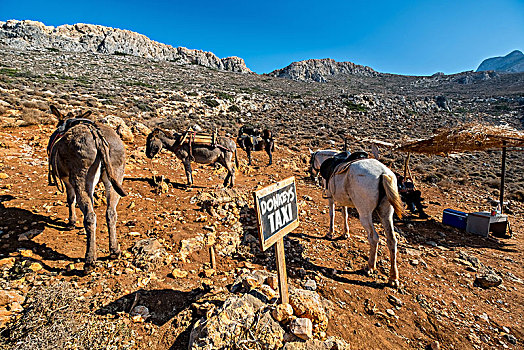驴,出租车,靠近,海滩,半岛,克里特岛,希腊,欧洲