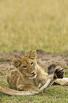 幼狮,玩,尾部