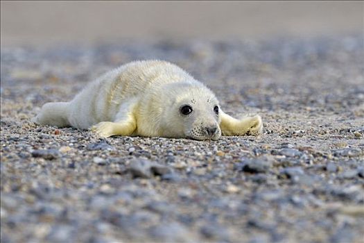 灰海豹,诞生,幼仔,赫尔戈兰岛,石荷州,德国,欧洲