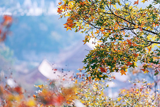 秋日山东莱州寒同山枫叶