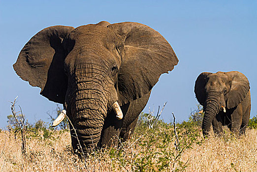 非洲象,克鲁格国家公园,南非,非洲