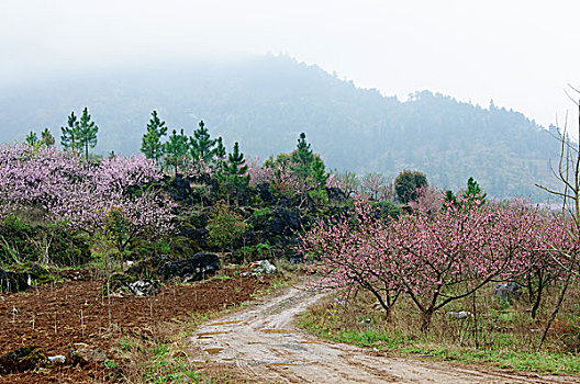 桃花景色