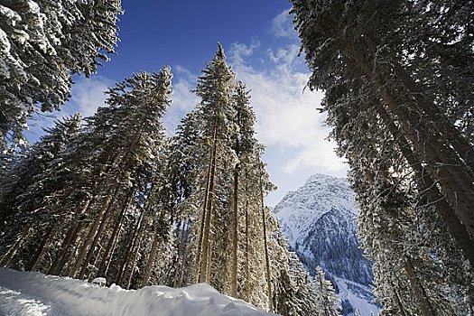 树,冬天,瑞士