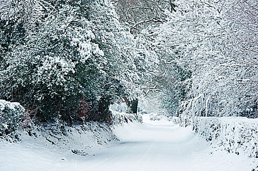 雪,冬季风景,乡村,场景,英国