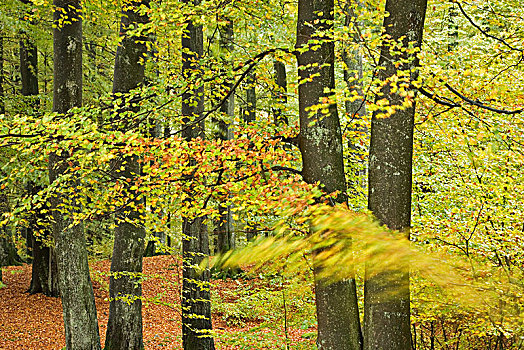 山毛榉,树林,秋天