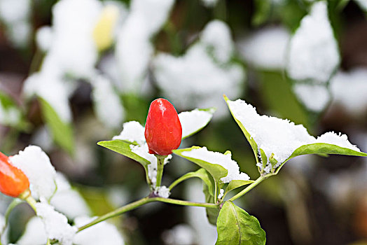 雪中花