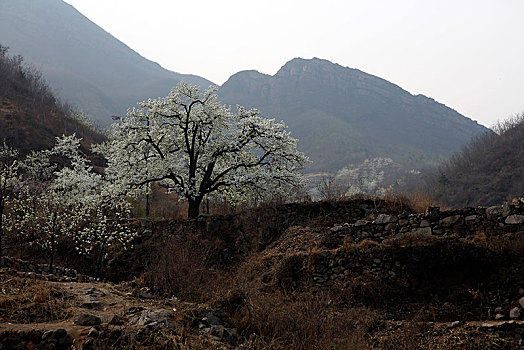 梨花,春天,开放,漫山遍野,梨园,洁白,生机勃勃,希望,山区,山坡