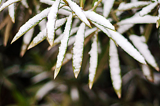 被雪花覆盖的植物叶片