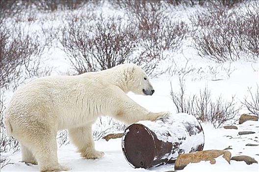 北极熊,玩,油,桶