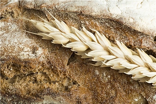特写,面包,小麦,谷类作物