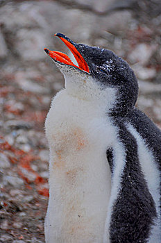 南极巴布亚企鹅金图企鹅宝宝舌头伸出