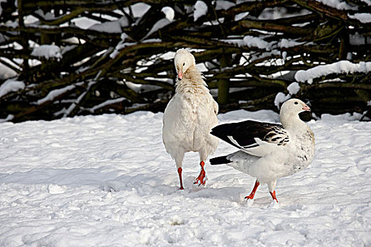 安第斯,鹅,一对,站立,雪