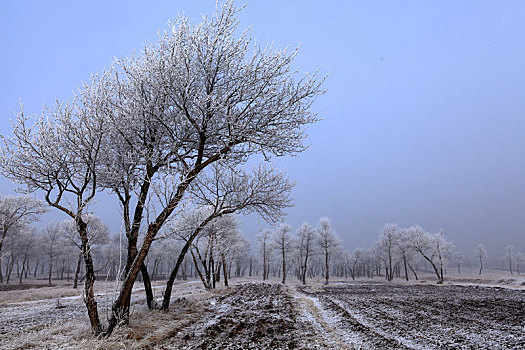 冬雪树挂