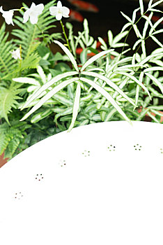 凤尾蕨等植物装饰下的白色桌面