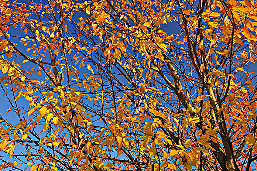 樱桃树,秋天,黑森州,德国