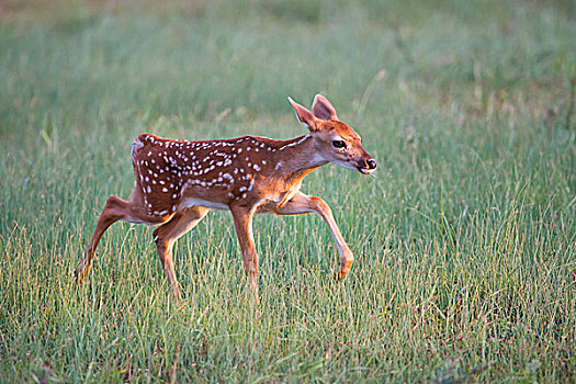 白尾鹿,鹿,德克萨斯,美国