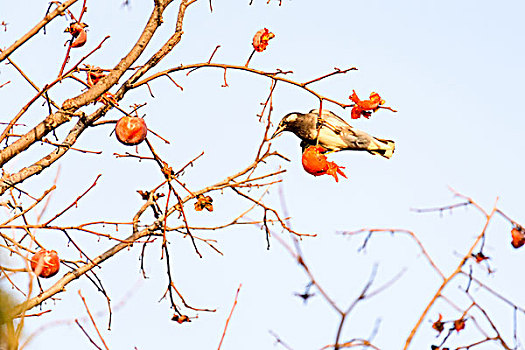 灰椋鸟吃柿子