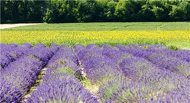 薰衣草,向日葵,地点,普罗旺斯,法国