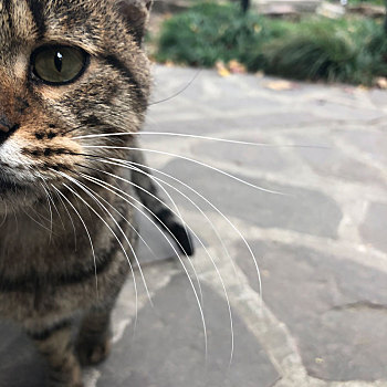 特写流浪猫