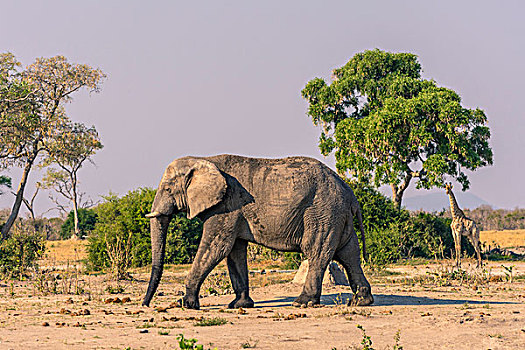 博茨瓦纳,乔贝国家公园,萨维提,大象,非洲象