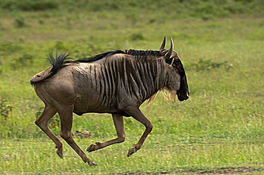 角马,安伯塞利国家公园,肯尼亚,非洲