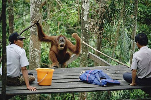 猩猩,黑猩猩,男性,喂食,苏门答腊岛