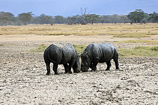 肯尼亚白犀牛