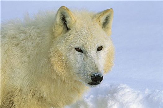 北极狼,狼,肖像,白色,雪地,爱达荷