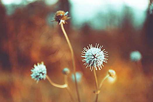 草地,花,秋日风光,孤单,魔幻