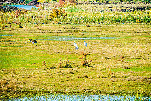 新疆,湿地,草地,秋色,鸟