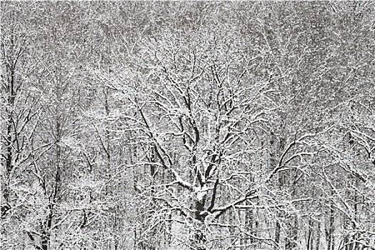 俯视,雪,橡树,桦树,木头