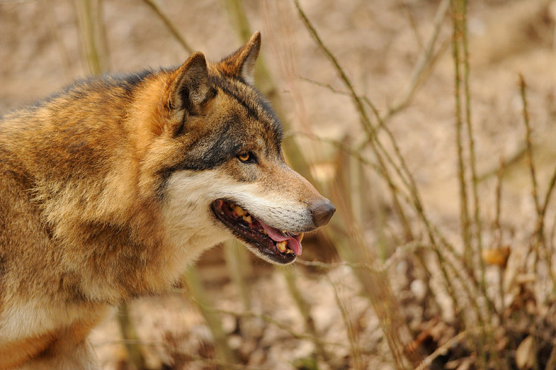 狼_头部_张嘴_特写_风景_高清图片_全景视觉