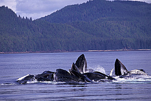 阿拉斯加,身体前倾,进食,驼背鲸,大翅鲸属