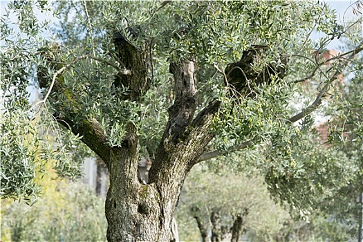 欧洲,葡萄牙,波尔图,橄榄树