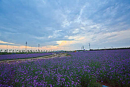 花海图片