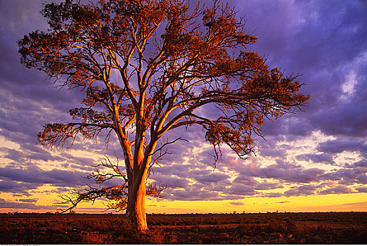 桉树,黄昏,澳洲南部,澳大利亚