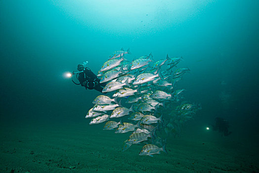 潜水,狗,鲷鱼,笛鲷,下加利福尼亚州,墨西哥