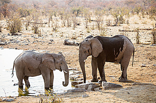 非洲象,喝,水坑,埃托沙国家公园,纳米比亚,非洲