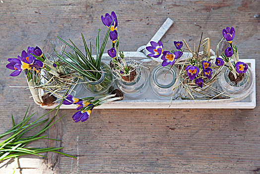 紫色,藏红花,玻璃瓶,木质,盘子,乡村,表面