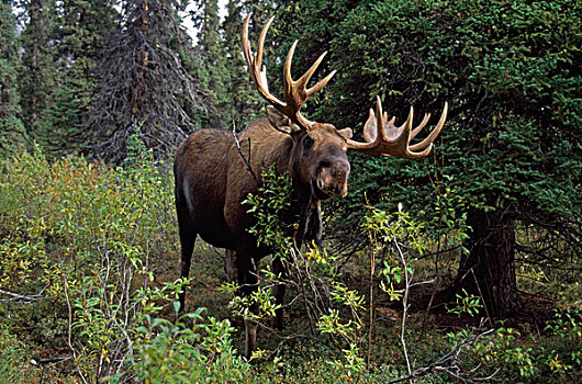 驼鹿,吃,柳树,德纳利国家公园和自然保护区,阿拉斯加,美国