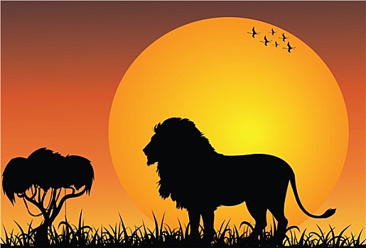 非洲狮,日出
