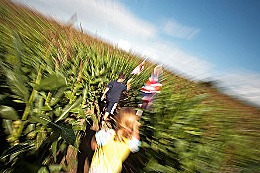 英格兰,国家森林,莱斯特,孩子,探索,玉米,迷宫,拿着,旗帜,容器,迷失