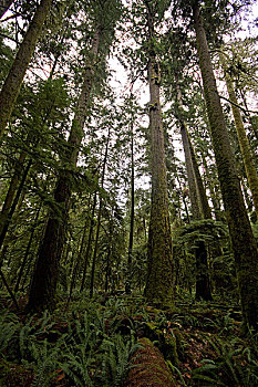 成熟林,针叶林,温哥华岛,不列颠哥伦比亚省